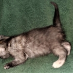 Savannah, F-7B, Female, Calico, DOB 1-29-19