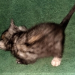 Savannah, F-7B, Female, Calico, DOB 1-29-19