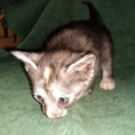 Savannah, F-7B, Female, Calico, DOB 1-29-19