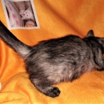 Savannah, F-7B, Female, Calico, DOB 1-29-19