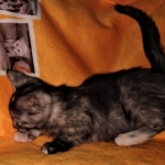 Savannah, F-7B, Female, Calico, DOB 1-29-19