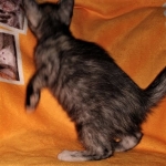 Savannah, F-7B, Female, Calico, DOB 1-29-19