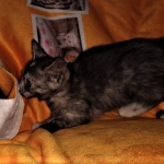 Savannah, F-7B, Female, Calico, DOB 1-29-19