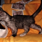 Savannah, F-7B, Female, Calico, DOB 1-29-19