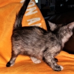 Savannah, F-7B, Female, Calico, DOB 1-29-19