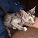 Savannah, F-7B, Female, Calico, DOB 1-29-19