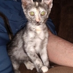 Savannah, F-7B, Female, Calico, DOB 1-29-19