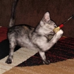 Savannah, F-7B, Female, Calico, DOB 1-29-19