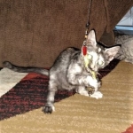 Savannah, F-7B, Female, Calico, DOB 1-29-19