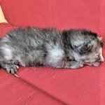 Savannah, F-7B, Female, Calico, DOB 1-29-19