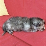 Savannah, F-7B, Female, Calico, DOB 1-29-19