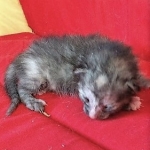 Savannah, F-7B, Female, Calico, DOB 1-29-19