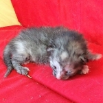 Savannah, F-7B, Female, Calico, DOB 1-29-19