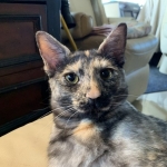 Diamond Annie, Savannah, F-7B, Female, Calico, DOB 1-29-19