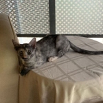 Diamond Annie, Savannah, F-7B, Female, Calico, DOB 1-29-19