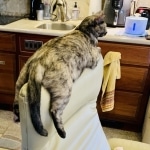 Diamond Annie, Savannah, F-7B, Female, Calico, DOB 1-29-19