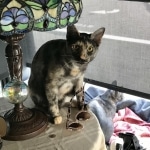 Diamond Annie, Savannah, F-7B, Female, Calico, DOB 1-29-19