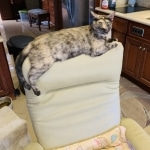 Diamond Annie, Savannah, F-7B, Female, Calico, DOB 1-29-19