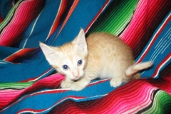 Mako, Savannah, F-7B, Ginger spotted, male, DOB 5-9-18