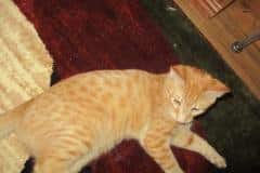 Sunfire (Sunny),Savannah, F-7B, Ginger Spotted Male DOB 6-8-17
