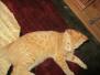 Sunfire (Sunny),Savannah, F-7B, Ginger Spotted Male DOB 6-8-17