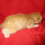 Savannah, F-7B, Ginger Spotted, Male DOB 6-8-17