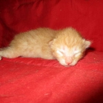 Savannah, F-7B, Ginger Spotted, Male DOB 6-8-17