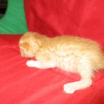 Savannah, F-7B, Ginger Spotted, Male DOB 6-8-17