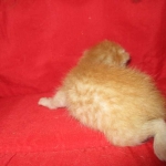 Savannah, F-7B, Ginger Spotted, Male DOB 6-8-17