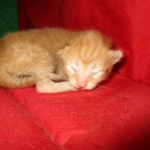 Savannah, F-7B, Ginger Spotted, Male DOB 6-8-17