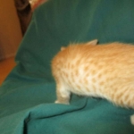 Sunny,Savannah, F-7B, Ginger Spotted, Male DOB 6-8-17