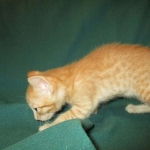 Sunny,Savannah, F-7B, Ginger Spotted, Male DOB 6-8-17