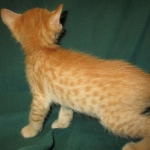 Sunny,Savannah, F-7B, Ginger Spotted, Male DOB 6-8-17