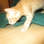 Savannah, F-7B, Ginger Spotted, Male DOB 6-8-17