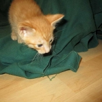 Savannah, F-7B, Ginger Spotted, Male DOB 6-8-17