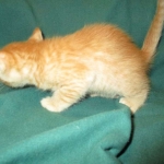 Savannah, F-7B, Ginger Spotted, Male DOB 6-8-17