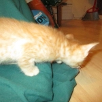 Savannah, F-7B, Ginger Spotted, Male DOB 6-8-17