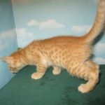 Sunny,Savannah, F-7B, Ginger Spotted, Male DOB 6-8-17