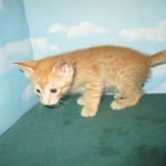 Sunny,Savannah, F-7B, Ginger Spotted, Male DOB 6-8-17