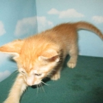 Sunny,Savannah, F-7B, Ginger Spotted, Male DOB 6-8-17