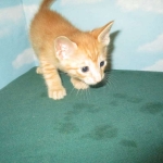 Sunny,Savannah, F-7B, Ginger Spotted, Male DOB 6-8-17
