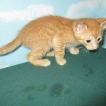 Sunny,Savannah, F-7B, Ginger Spotted, Male DOB 6-8-17