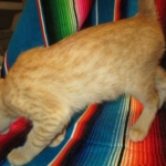 Sunny,Savannah, F-7B, Ginger Spotted, Male DOB 6-8-17