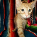 Sunny,Savannah, F-7B, Ginger Spotted, Male DOB 6-8-17