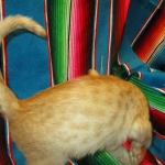 Sunny,Savannah, F-7B, Ginger Spotted, Male DOB 6-8-17