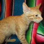 Sunny,Savannah, F-7B, Ginger Spotted, Male DOB 6-8-17