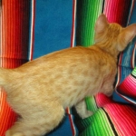 Sunny,Savannah, F-7B, Ginger Spotted, Male DOB 6-8-17