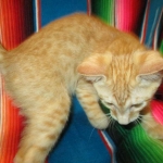 Sunny,Savannah, F-7B, Ginger Spotted, Male DOB 6-8-17