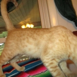 Sunny,Savannah, F-7B, Ginger Spotted, Male DOB 6-8-17