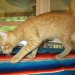 Sunny,Savannah, F-7B, Ginger Spotted, Male DOB 6-8-17